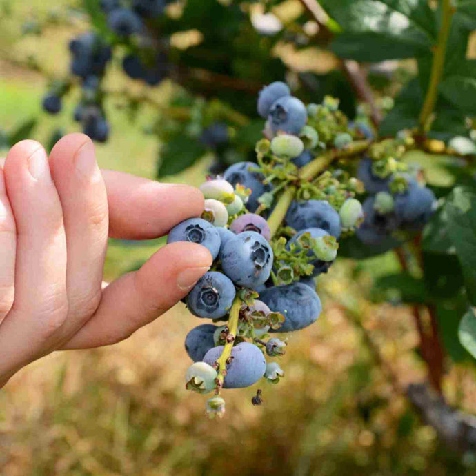 Guide to Blueberry Picking in North Florida