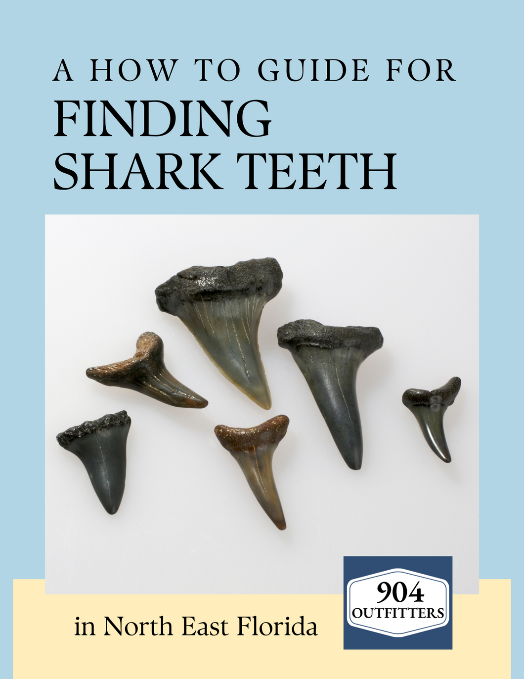 How to Find Shark Teeth